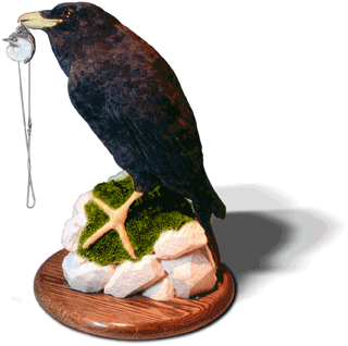 raven Ernest Muehlmatt, 2005